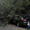 В Киеве упавшее дерево разбило машины (фото) 