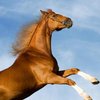 В Китае из-за лошади погибли 12 человек