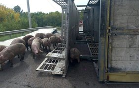 В Харькове свиньи парализовали движение на трассе