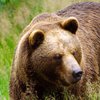 В Польше в зоопарке медведица откопала снаряд
