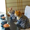 Япония оказалась родиной кошек-долгожителей