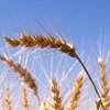 К 2070 год на земле исчезнут пшеница и рис - ученые