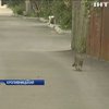 Дороги у Кропивницькому ремонтують лише біля будинків чиновників