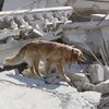 В Италии спустя девять дней после землетрясения из-под завалов достали собаку (видео)
