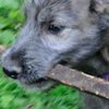 В Южной Африке родились уникальные щенки волкодава (фото)