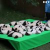 У Китаї виставили на показ 23 малюків панди