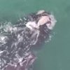 Ученые показали редкие кадры с белыми китами (видео)