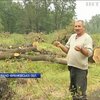 На Прикарпатті лісники знищують ліс гектарами