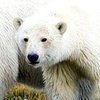 В датском зоопарке произошел "развод" между медведями 