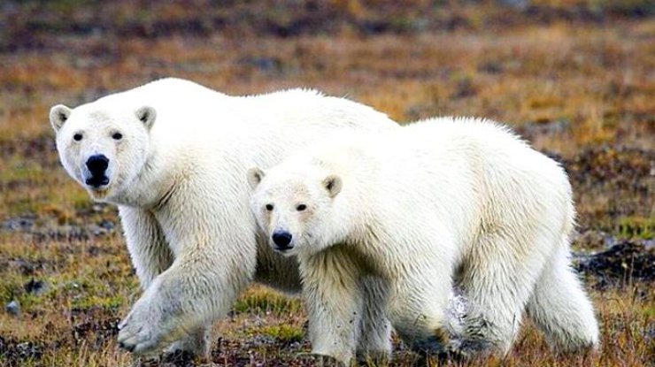 В датском зоопарке произошел "развод" между медведями (фото: national-travel.ru)