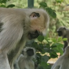 В Индии обезьяны шокированы смертью подобного им робота (видео)