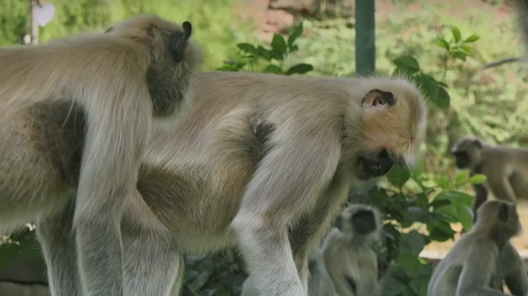 В Индии обезьяны шокированы смертью подобного им робота. Фото: кадр из видео