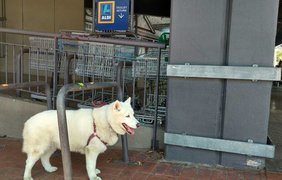 Как верные собаки грустят возле магазинов (фото: TJ)