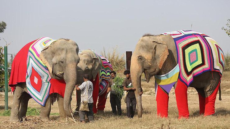 В Индии замерзающим слонам связали пижамы 