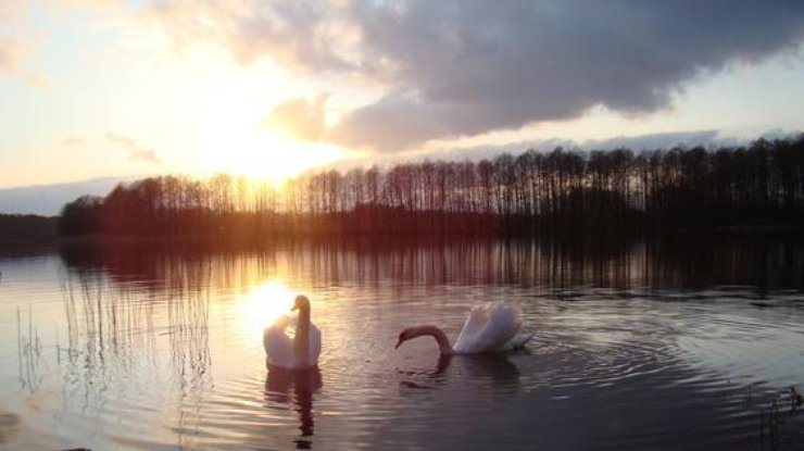 На озере в Черновицкой области погибли более 20 лебедей
