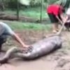 В Малайзии гигантский питон съел двух коз (видео) 