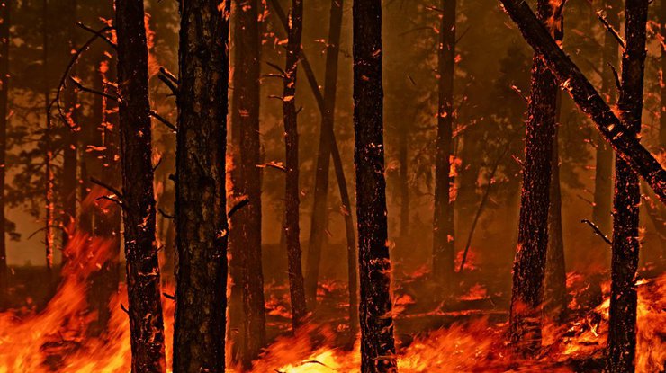 Масштабные лесные пожары в Чили: погибли 6 человек