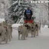У Чехії змагаються у перегонах на собачих упряжках