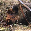 В Украине ужесточат наказание для браконьеров
