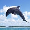 Любители селфи убили дельфина (видео) 