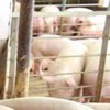 Под Кривым Рогом массово утилизируют больных чумой свиней 