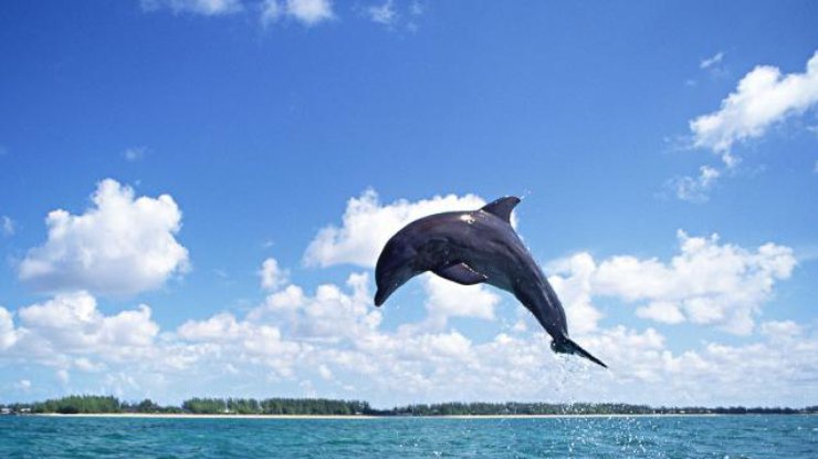 Любители селфи убили дельфина (фото:  wpapers.ru)