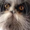 Страдающий редкой болезнью кот стал звездой Instagram (фото) 