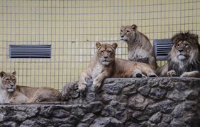 Львы киевского зоопарка отпраздновали свое 8-летие