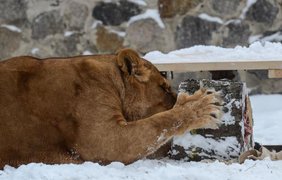 Львы киевского зоопарка отпраздновали свое 8-летие