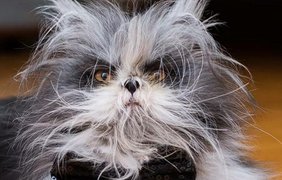 Страдающий редкой болезнью кот стал звездой Instagram (фото: Vk)