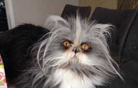 Страдающий редкой болезнью кот стал звездой Instagram (фото: Vk)