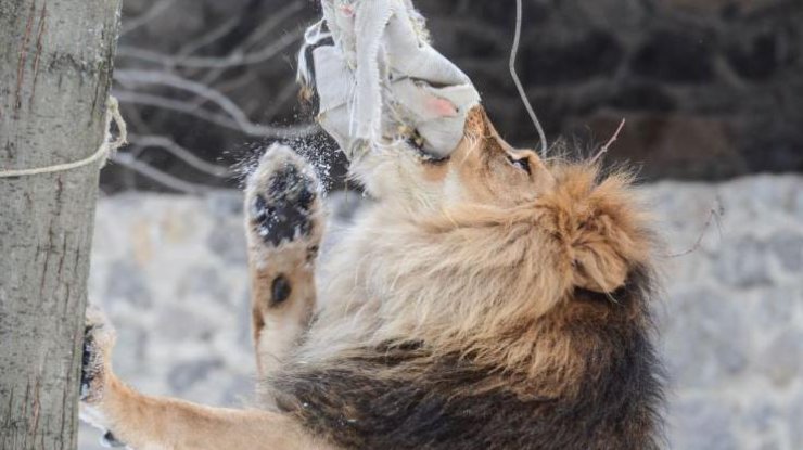 Львы киевского зоопарка отпраздновали свое 8-летие 