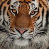 В китайском зоопарке тигр съел туриста (видео)