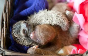 В Коста-Рике открыли центр реабилитации ленивцев (фото: Vk)