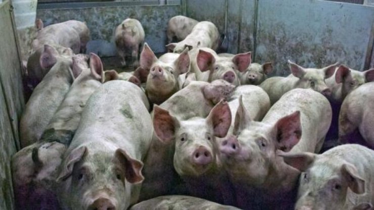 В Кропивницкой области забили почти 2 тысячи свиней из-за вспышки АЧС