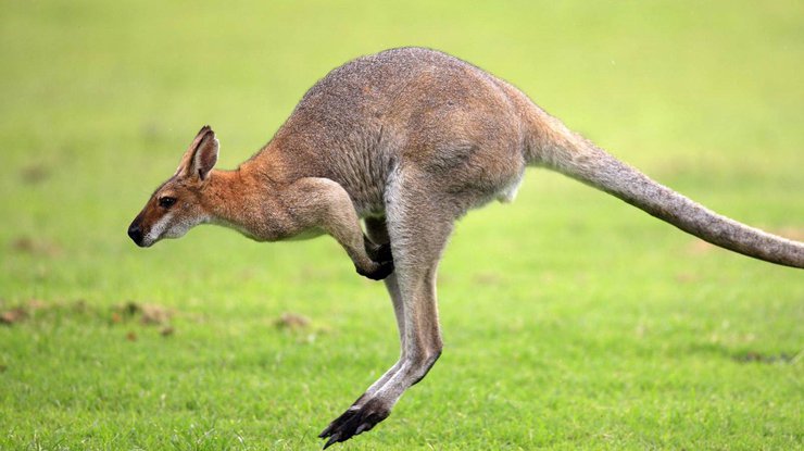 В Австралии кенгуру перепрыгнул через велогонщика 