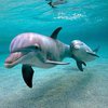 В Японии дельфины сбежали из аквариума