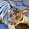 В ОАЭ запретили держать тигров в качестве домашних животных