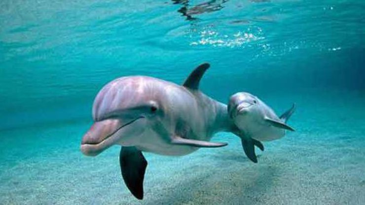 В Японии дельфины сбежали из аквариума