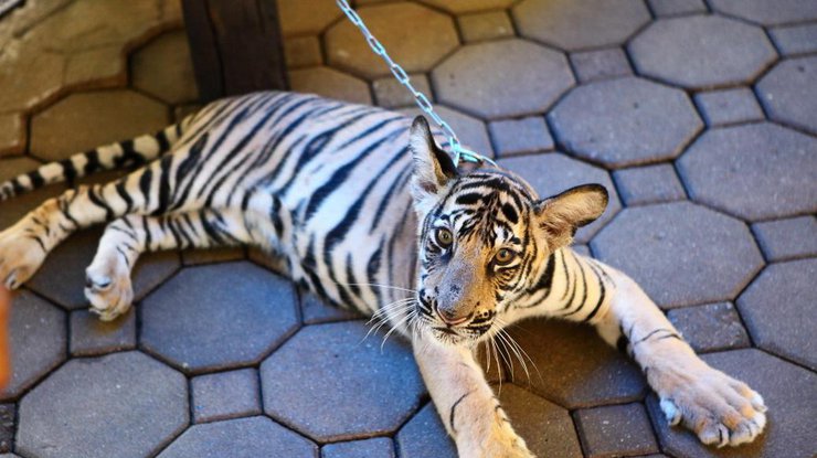 В ОАЭ запретили держать тигров в качестве домашних животных