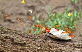 Бабочки, пьющие слезы – редкие кадры дикой природы (фото: Vk)