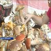 На Прикарпатье более 30 людей стали жертвами отравления грибами