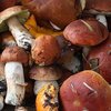 Отравление грибами во Львовской области: погибли два человека 