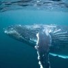 Надвигается глобальное потепление: ученые назвали причины вымирания китов
