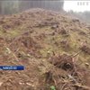На Львівщині активісти знайшли сотню зрубаних дерев