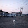 В Южной Корее собаки загрызают своих владельцев