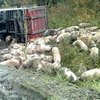 В Полтаве перевернулась фура со свиньями (фото) 