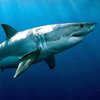 В Австралии разъяренная пятиметровая акула напала на рыбаков (видео)