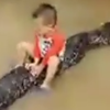 Жуткое видео: 3-летний мальчик оседлал 80-килограммового питона