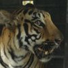В Индии суд вынес смертный приговор тигру-людоеду 